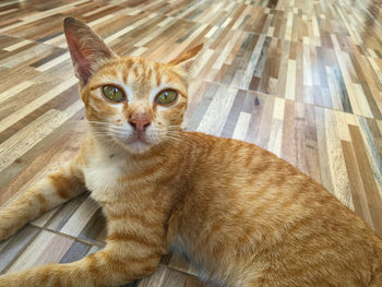 Portrait of tabby cat on floor