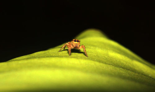 Close-up of insect on leaf