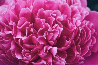 Full frame shot of pink flower