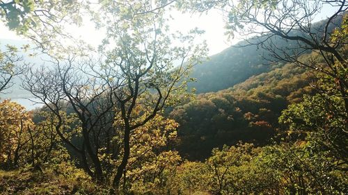 Low angle view of trees in forest