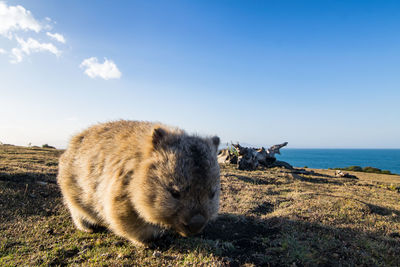 Wombat at maria island, tasmania