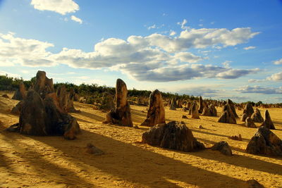 View of trees on sand against cloudy sky