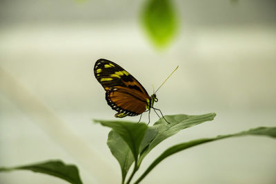 Butterfly pollinating flower