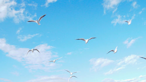 Low angle view of seagulls flying