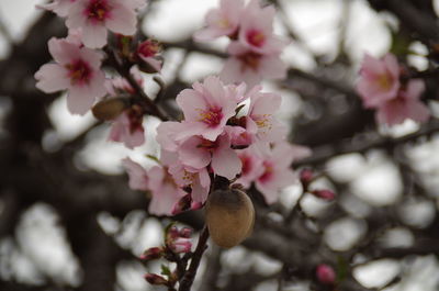 Close-up of pink flowers on branch