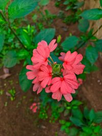 Close-up of flower blooming outdoors