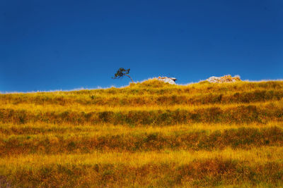 Scenic view of field against clear blue sky
