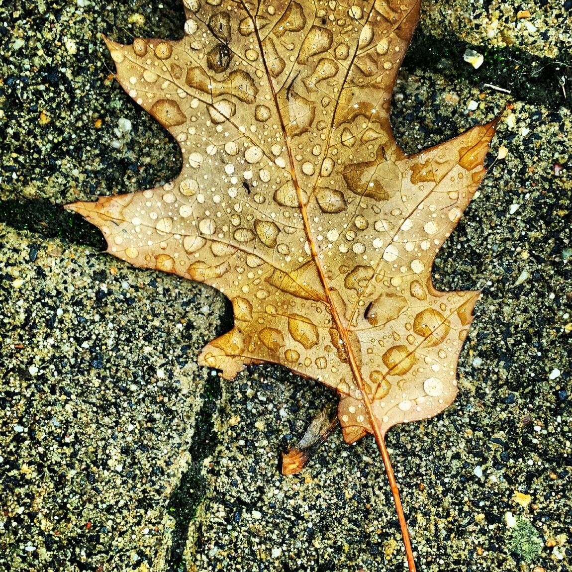 high angle view, leaf, autumn, change, street, season, textured, dry, asphalt, natural pattern, close-up, fallen, wet, ground, nature, leaves, maple leaf, pattern, outdoors, day