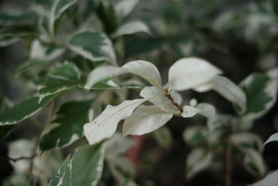 Close-up of white flowering plant