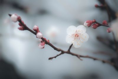 Close-up of white flowers blooming in park