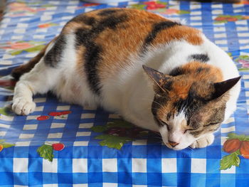 Close-up of a cat sleeping on bed