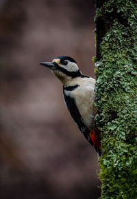 Close-up of bird perching on tree