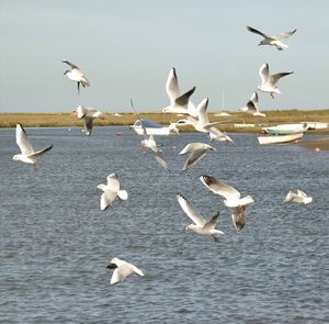 Flock of seagulls flying over sea
