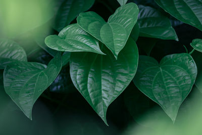 Close-up of green leaves