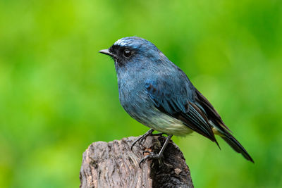 Close-up of bird perching on a tree