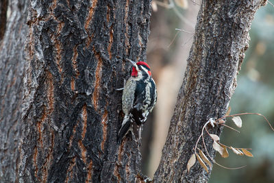 Woodpecker in grand canyon national park