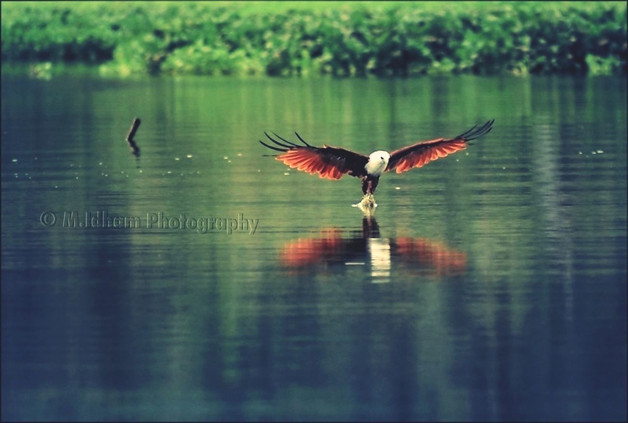 animal themes, animals in the wild, bird, wildlife, spread wings, flying, one animal, water, mid-air, waterfront, lake, nature, full length, zoology, reflection, auto post production filter, motion, outdoors, side view, focus on foreground