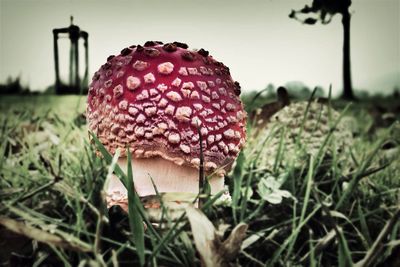 Close-up of mushroom growing on field