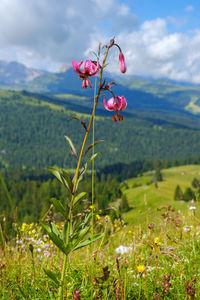 Close-up of pink flowering plant on field