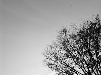 Low angle view of bird on tree against sky