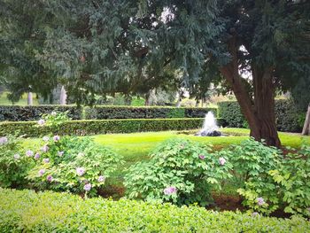 Flowering plants by trees in park