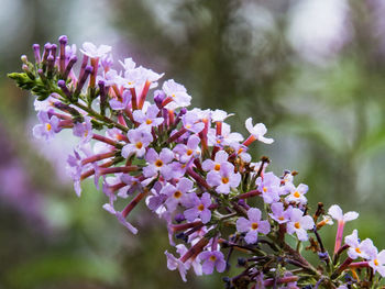 Close-up of pink cherry blossom