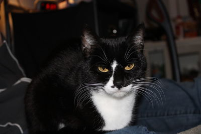 Close-up portrait of black cat