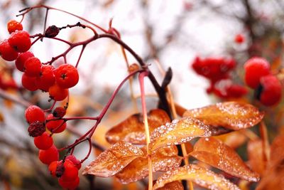 Close-up of frozen berries on tree