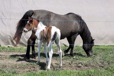 Horses standing in a field