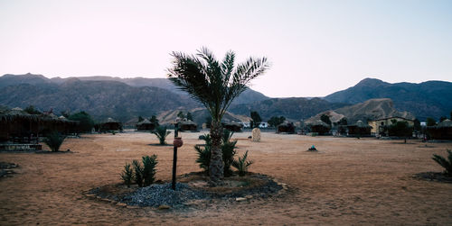 Scenic view of field against clear sky