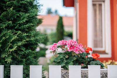 Flowers blooming in yard