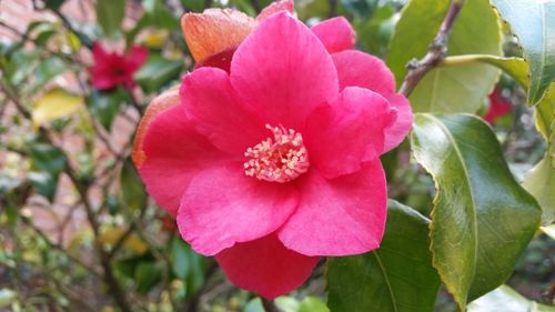 Close-up of pink flowers