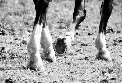 Low section of horse on field