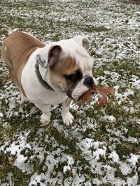 Dog standing on snow covered land