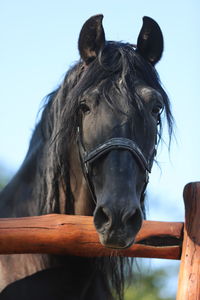 Close-up of horse in ranch against sky