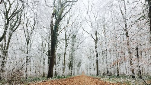 Bare trees in forest during winter