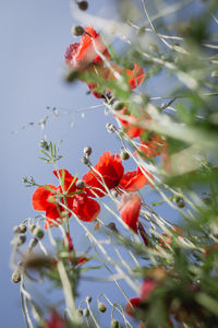 Close-up of red flowering plant