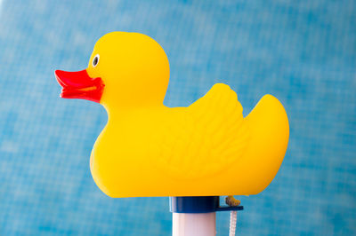 Close-up of a bird against the blue water