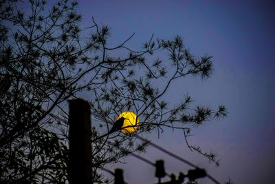 Low angle view of silhouette bird perching on tree against sky