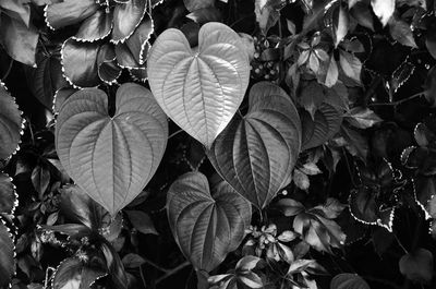 Close-up of leaves