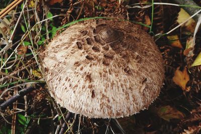 Close-up of mushroom growing on field