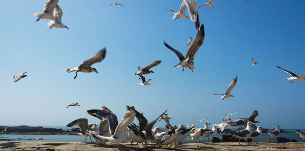 Low angle view of seagulls flying