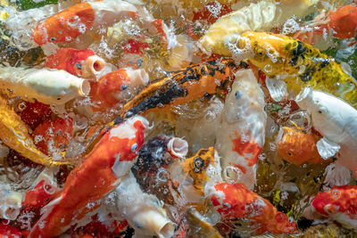 High angle view of koi carps swimming in pond