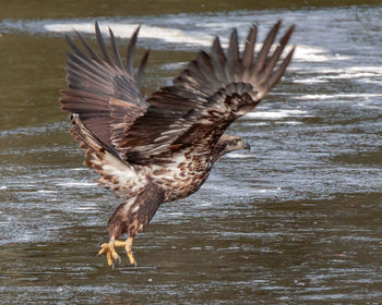 Bird in water