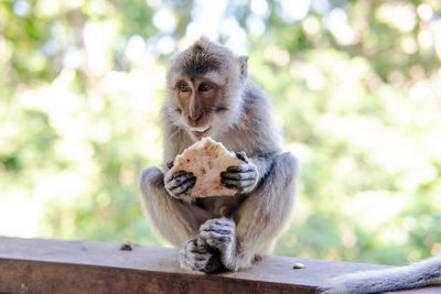 Portrait of monkey sitting on wood