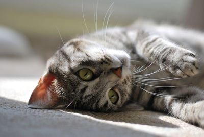 Close-up portrait of cat lying down