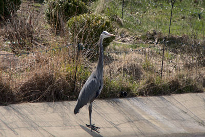 Gray heron perching on a footpath