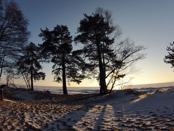 Trees on snow covered landscape against sky