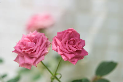 Close-up of pink rose