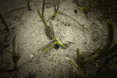 High angle view of lizard on land